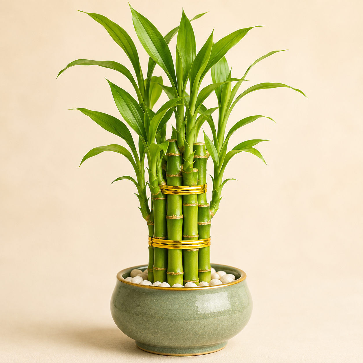 Lucky Bamboo